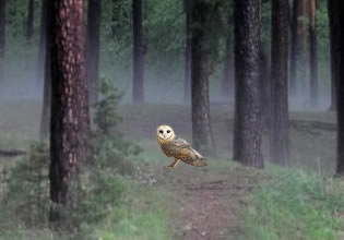 An injured owl walks on the ground in Escape Into The Fog game.