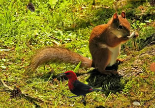 The forest creatures watches you and your friends while you make way to the cave in Into The Forest game.