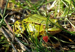 This frog lives in the Swampy Forest Escape game.