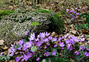 Blooms are abundant everywhere in Return To Spring Forest game.
