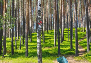 The Mossy Forest Escape game features a forest with the tallest trees ever!