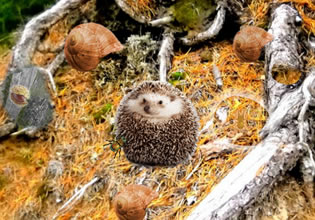 A tiny hedgehog protects itself from harm in Roots Forest Mystery game.
