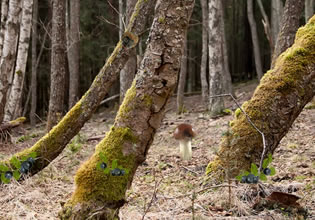 In the Delicious Forest Blueberries Escape game, the trees look really strange.