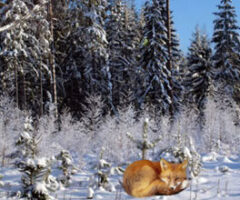 Frozen Forest Escape