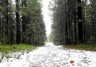 In the Retunr to Winter Forest game, the forest looks irrisistable from here.