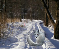 Frozen Forest Escape 2