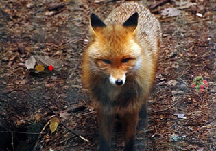 In the Dark Forest game, a wild fox stares at you as if wanting to say something.