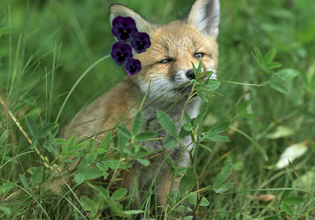 A mysterious fox watches over you in Coniferous Forest Escape game.