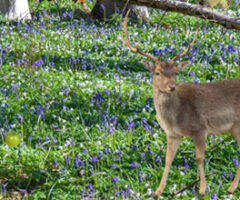 Spring Forest Adventure