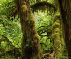 Rainforest Adventure