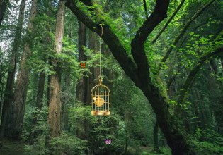 escapefromdenseforest