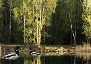 The lake looks peaceful in Sunny Spring Forest Escape game.