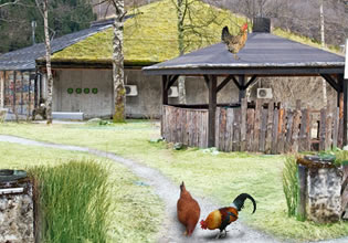 livestock-farm-escape-game