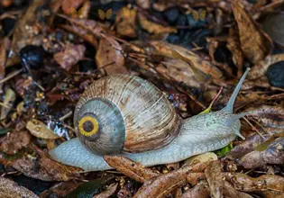 This snail is just one of the many residents of The Horn Forest game.