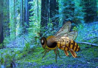 giant-wasp-forest-escape-game