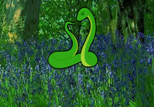 joshua-tree-forest-snake-escape-game