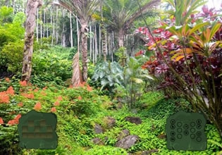 hawaii-grove-forest-escape-game