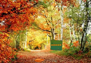 pleasant-autumn-forest-escape-game