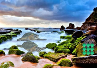 living-sea-animal-beach-escape-game