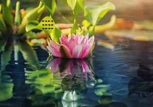 alluring-lotus-land-escape-game