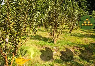 guava-fruit-land-escape-game