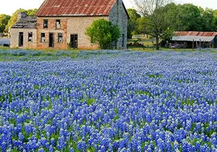 Flower Field Landscape Escape - Escape Fan